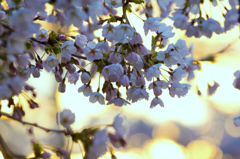 夕暮れのいちょう公園の桜 夕暮れのいちょう公園の桜