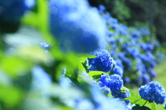 夜越山森林公園の紫陽花４