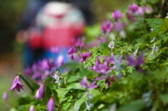 浅虫湯ノ島カタクリ祭りにて