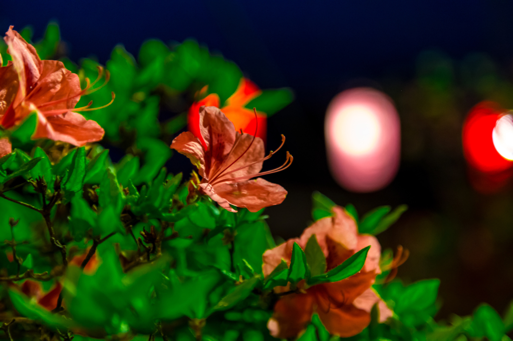 夜の天王つつじ