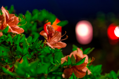 夜の天王つつじ