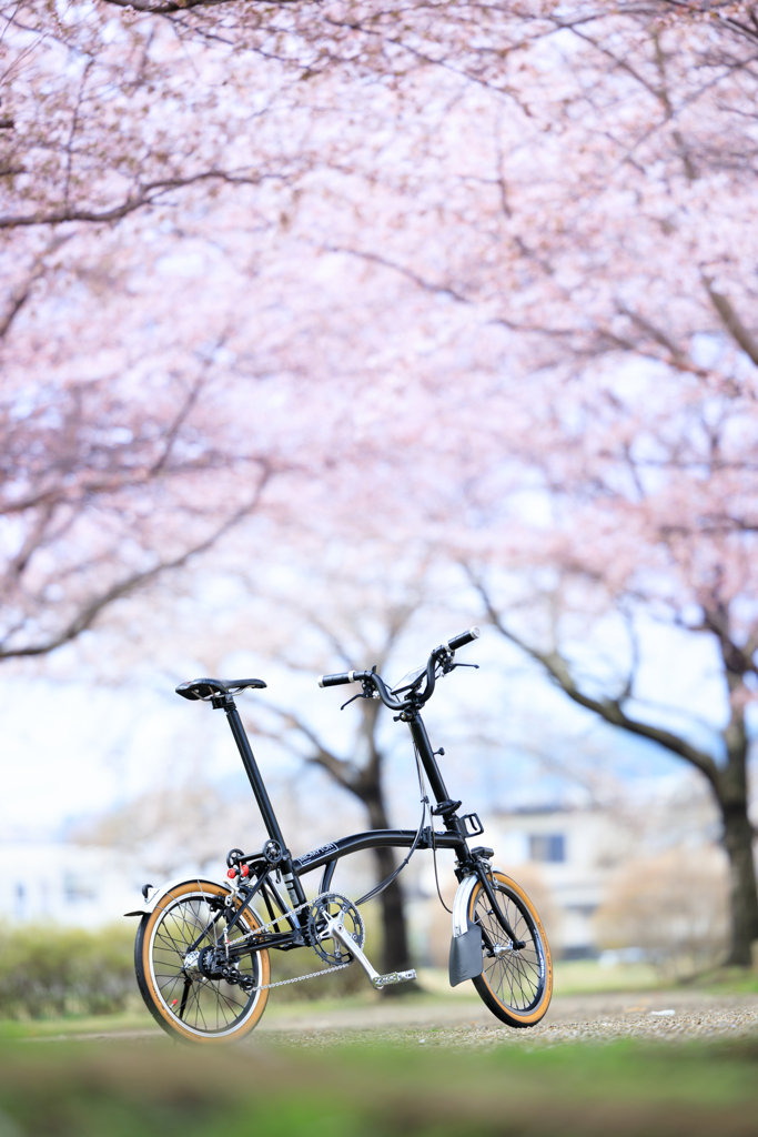 お花見日和 01