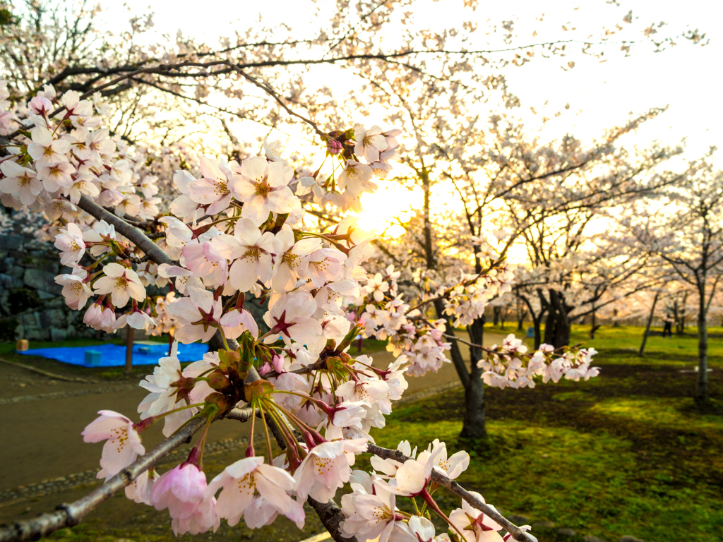 盛岡・朝桜 I