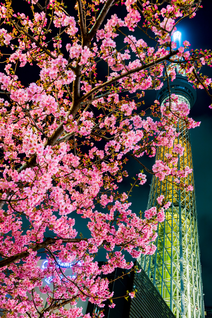 河津桜と幟