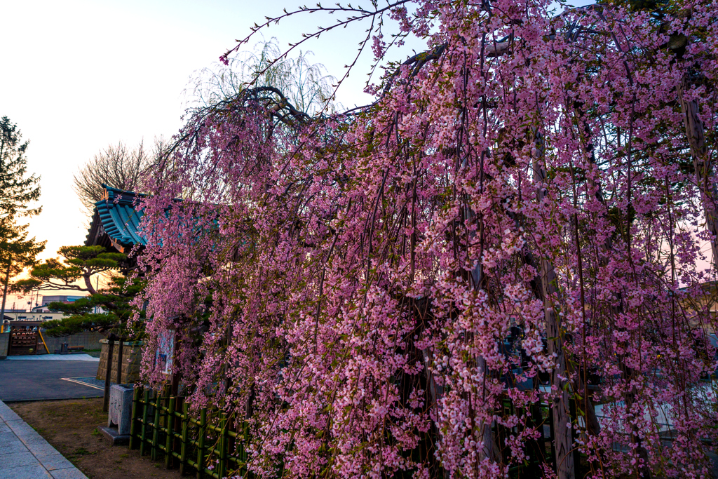 夕暮れの枝垂桜 II