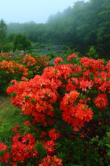 Azalea of plateau III