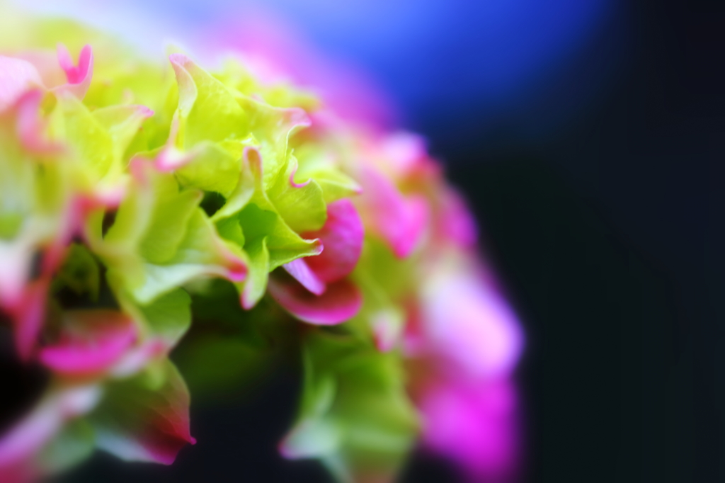 Hydrangea of rain V