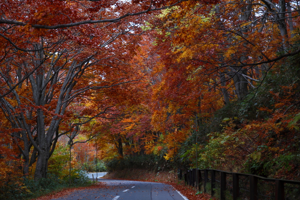 晩秋の八甲田山にて