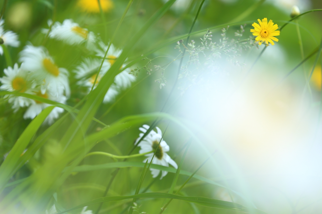 Flowers near III