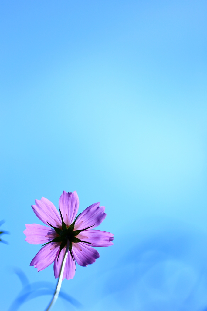 秋花 VI