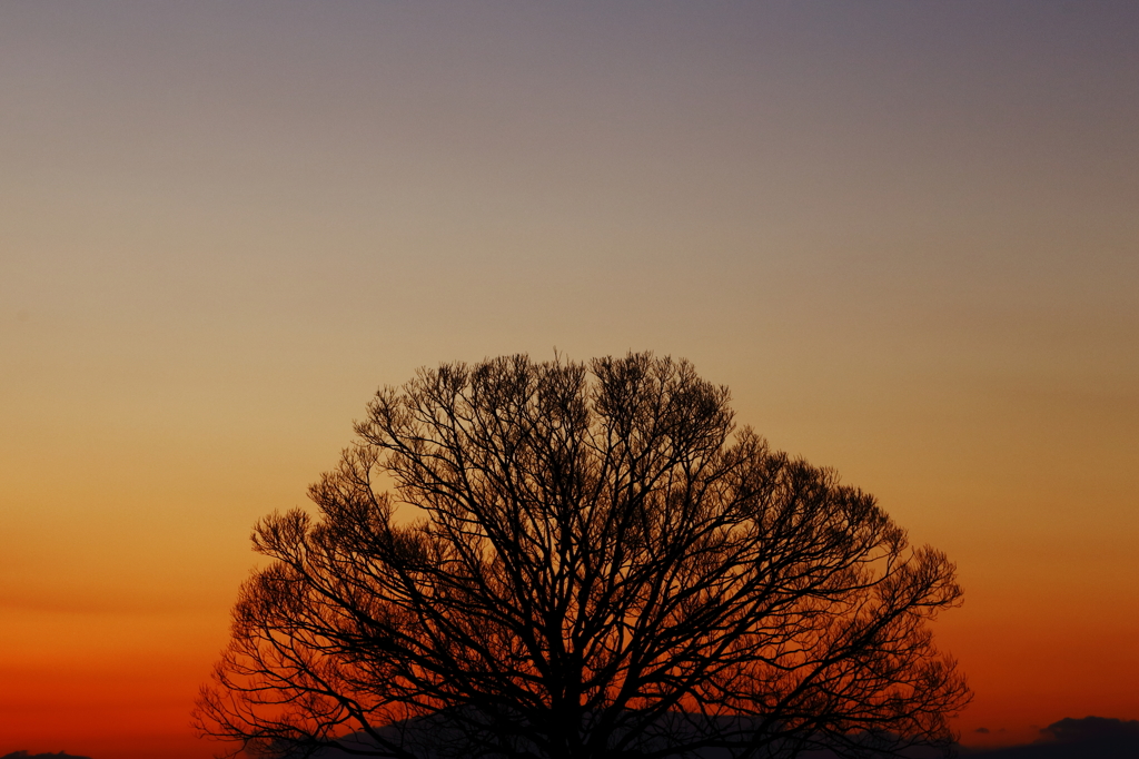 じっと春を待つ