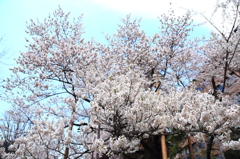 盛岡市・石割桜 盛岡市・石割桜