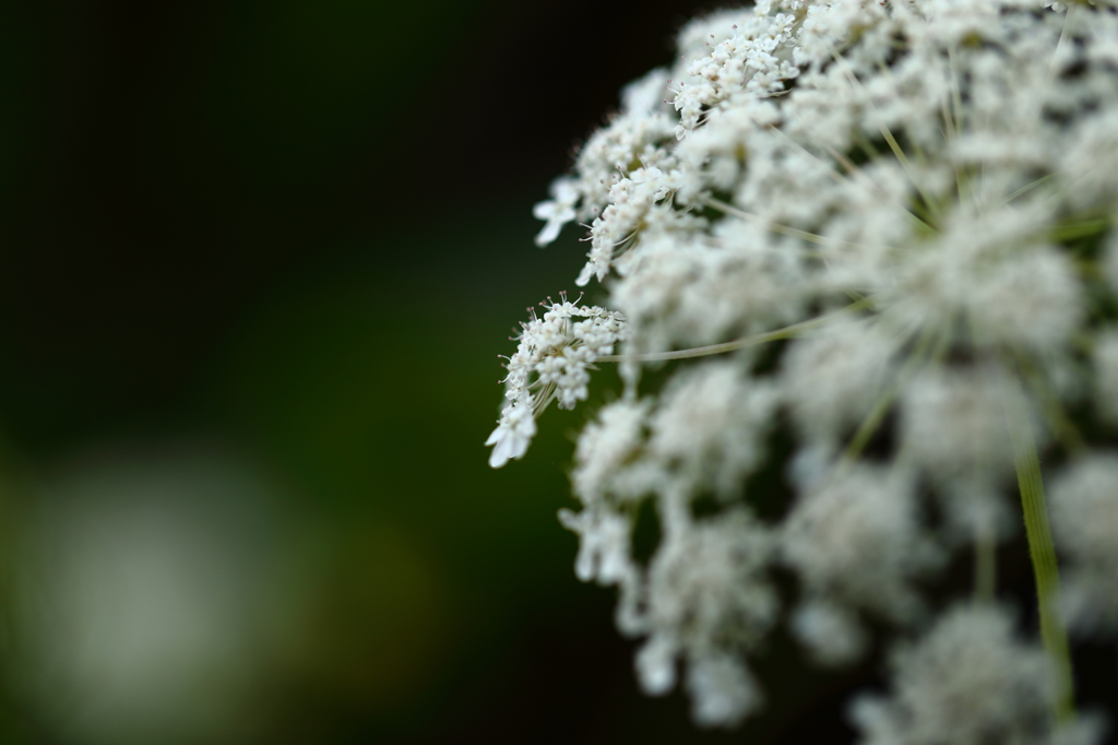 道端の小さな花