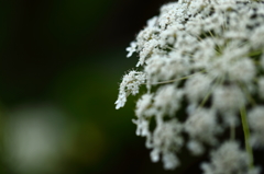 道端の小さな花