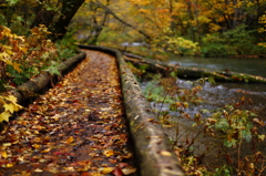 紅葉の奥入瀬渓流 24