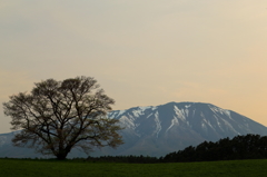一本桜 III