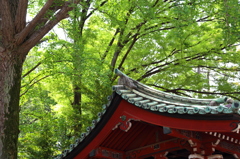 根津神社の緑