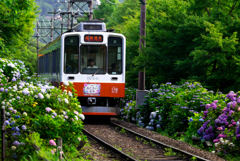 初夏の箱根 V
