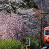 春の箱根 I
