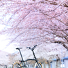 お花見日和 02