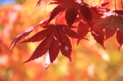 色づき始めの薬研渓流にて 色づき始めの薬研渓流にて