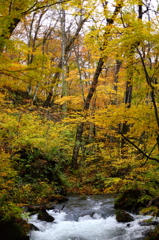 紅葉の奥入瀬渓流 32