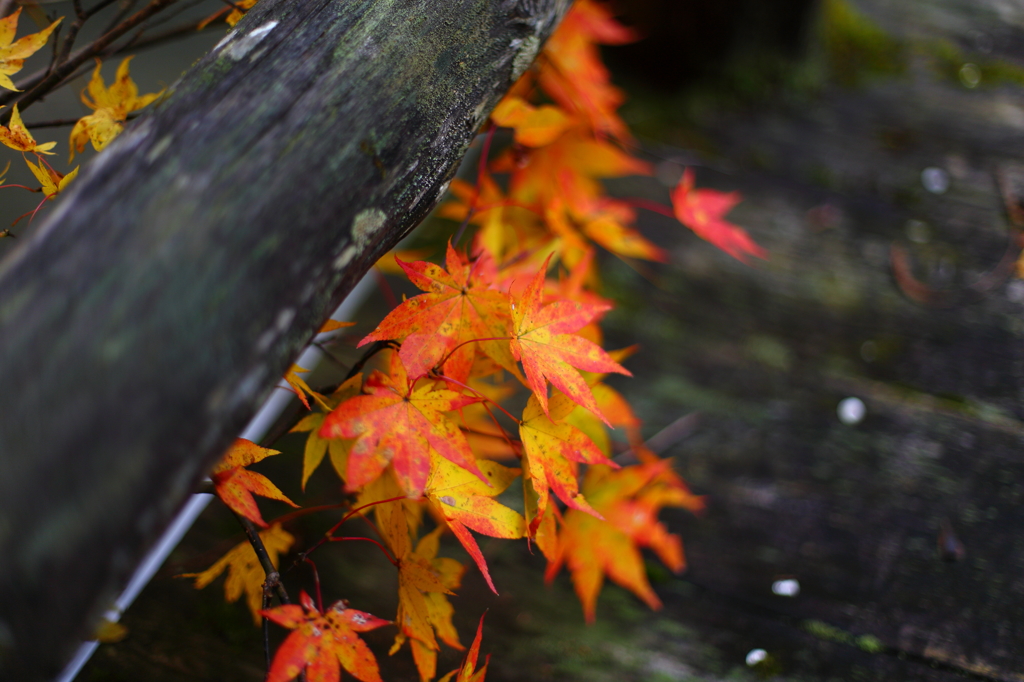 紅葉の奥入瀬渓流 45