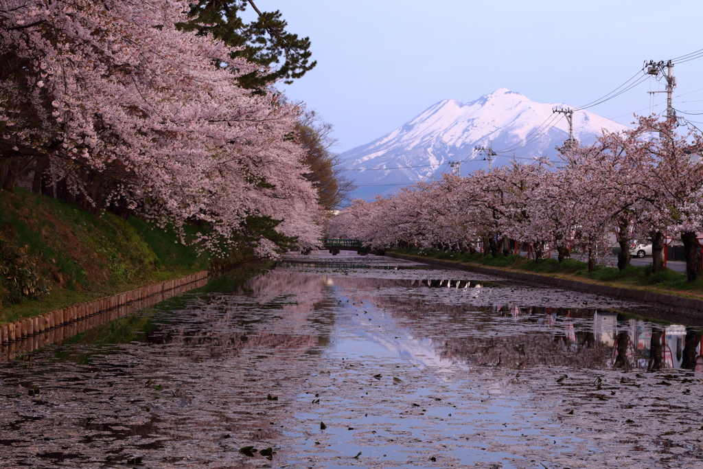 定番：桜と岩木山