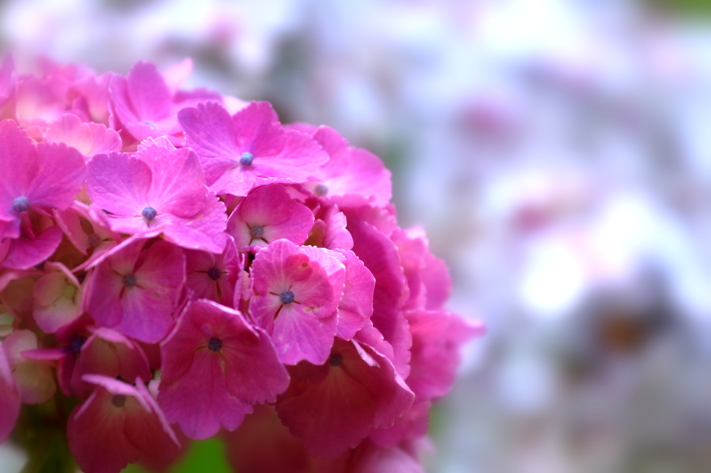 紫陽花・東慶寺 VIII