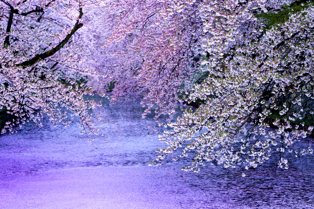 平成桜