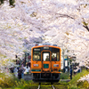 春 -桜のトンネル-
