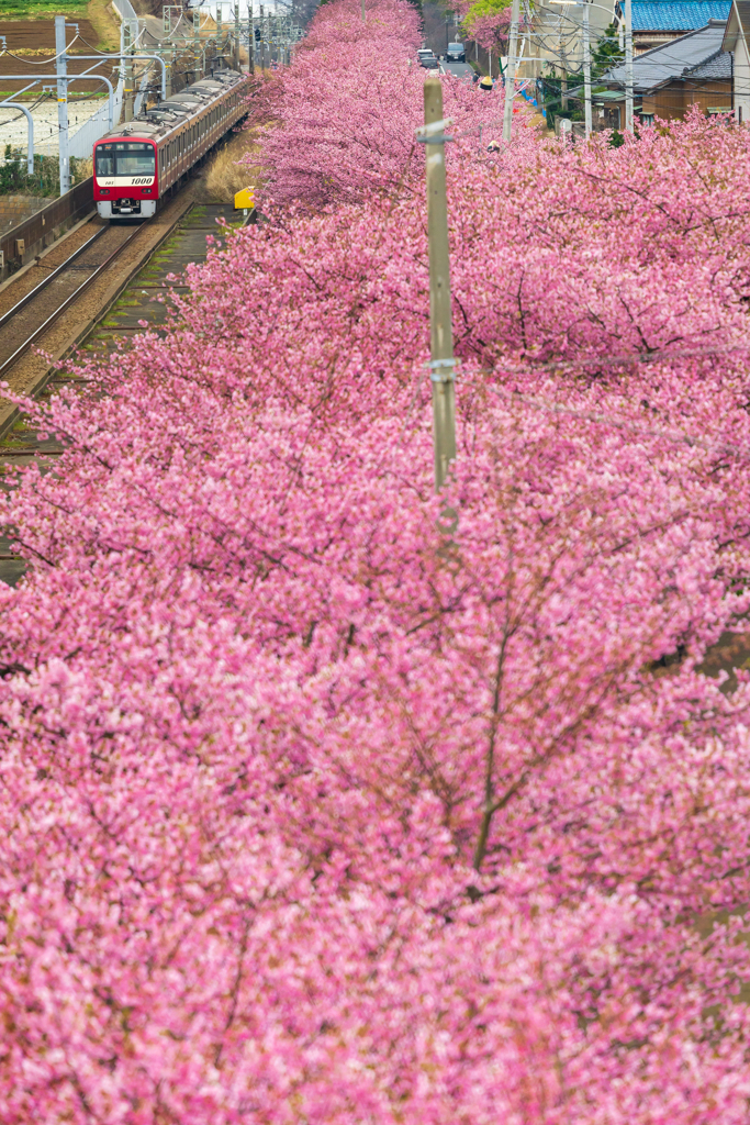 お花見列車 III