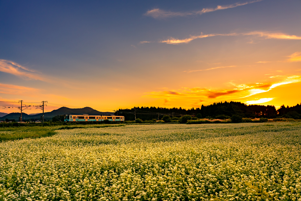 夕暮れの蕎麦畑