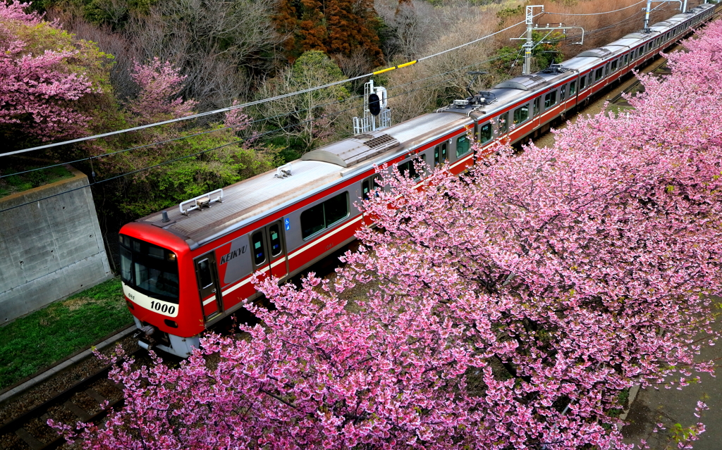 春探し XVII