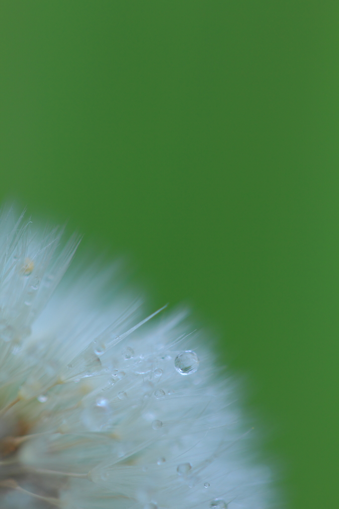 Fluff IV