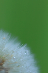 Fluff IV