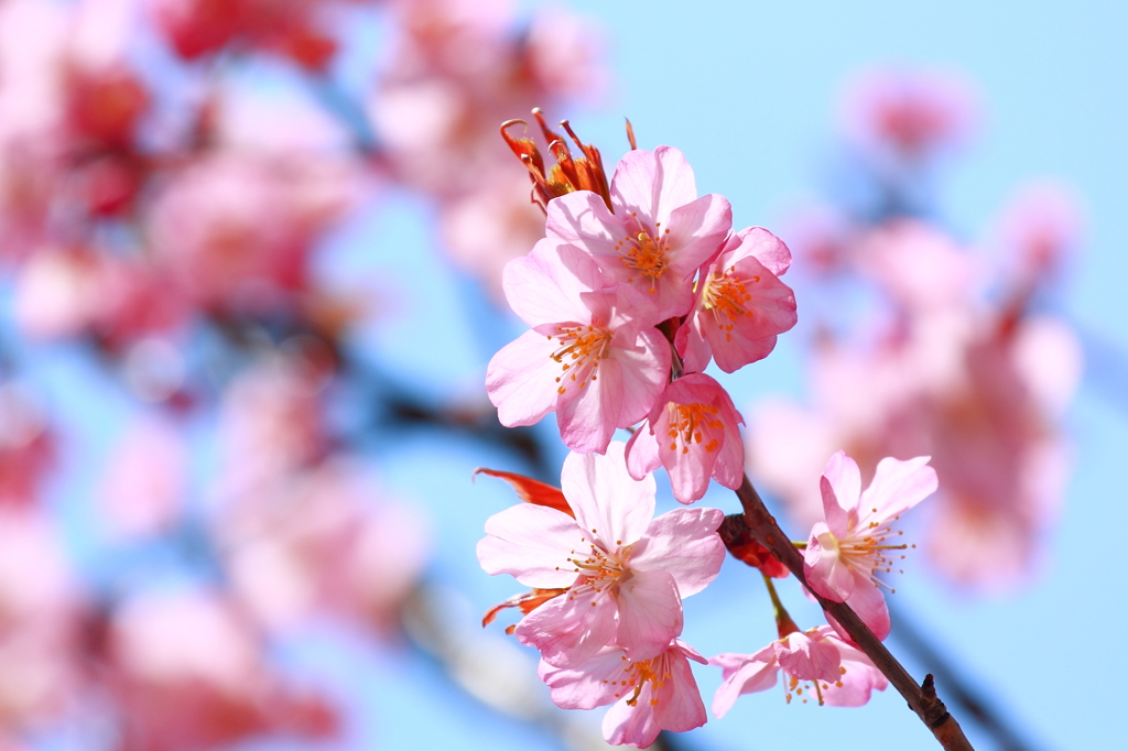 あおもりにもやっと桜