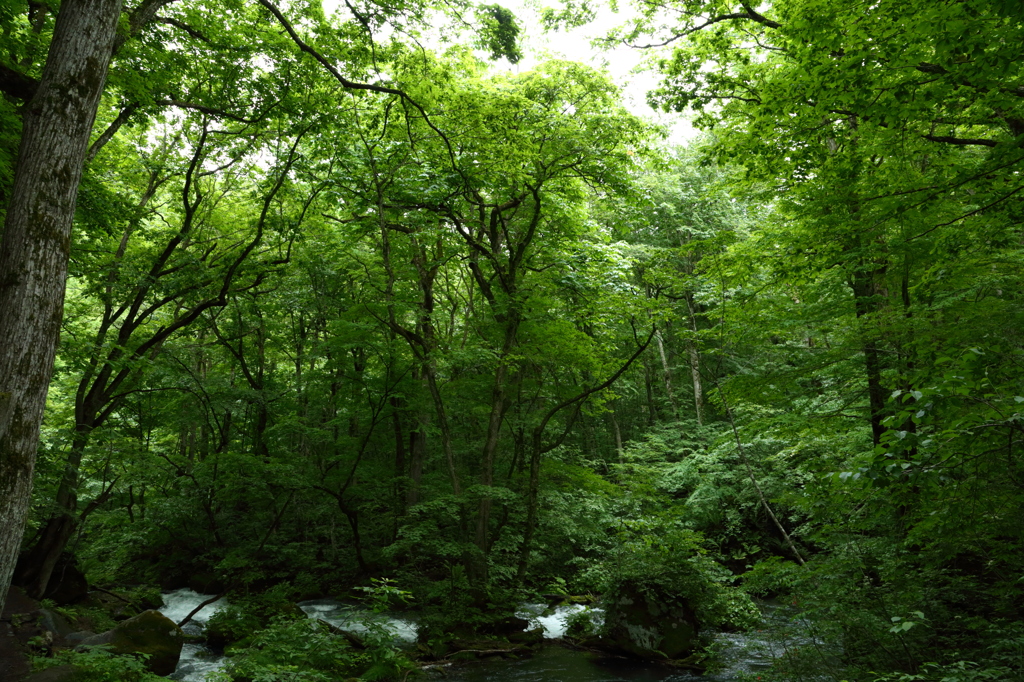 新緑の奥入瀬渓流