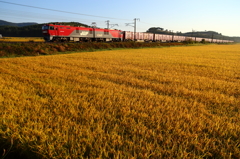 田園列車 IV