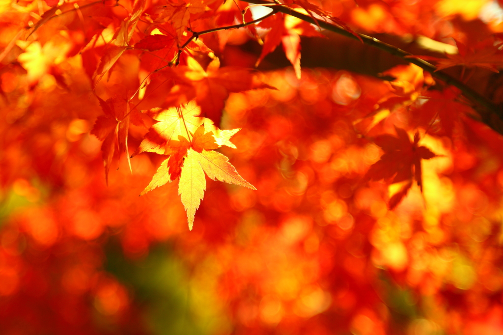 Maple big city II