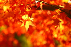 Maple big city II