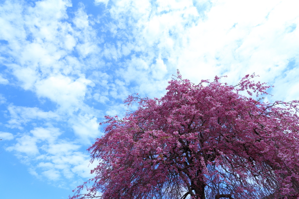 常光寺の桜 I