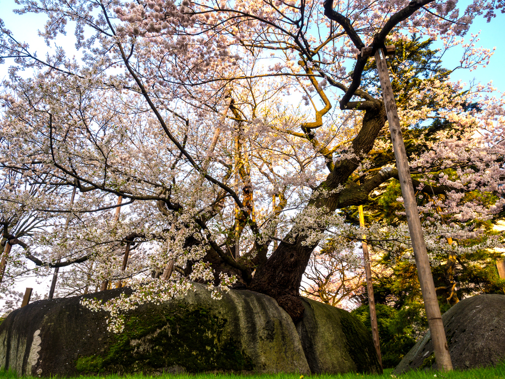 盛岡・朝桜 IV