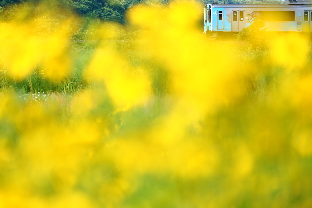 黄色い世界〜青い森鉄道