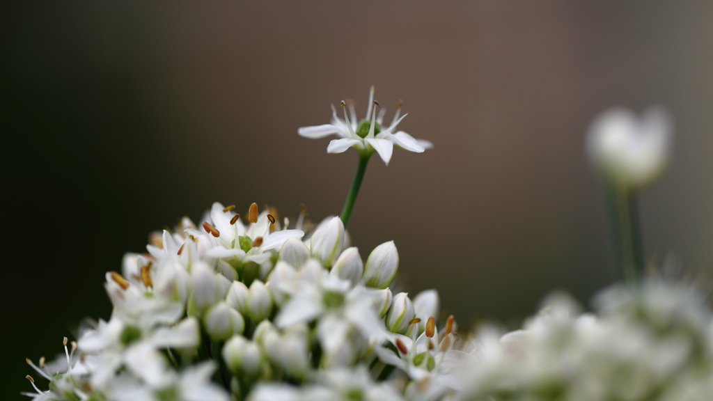 白く小さな・・・