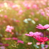 煌めく秋桜 II