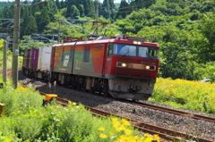 眩しい日差しの中の金太郎