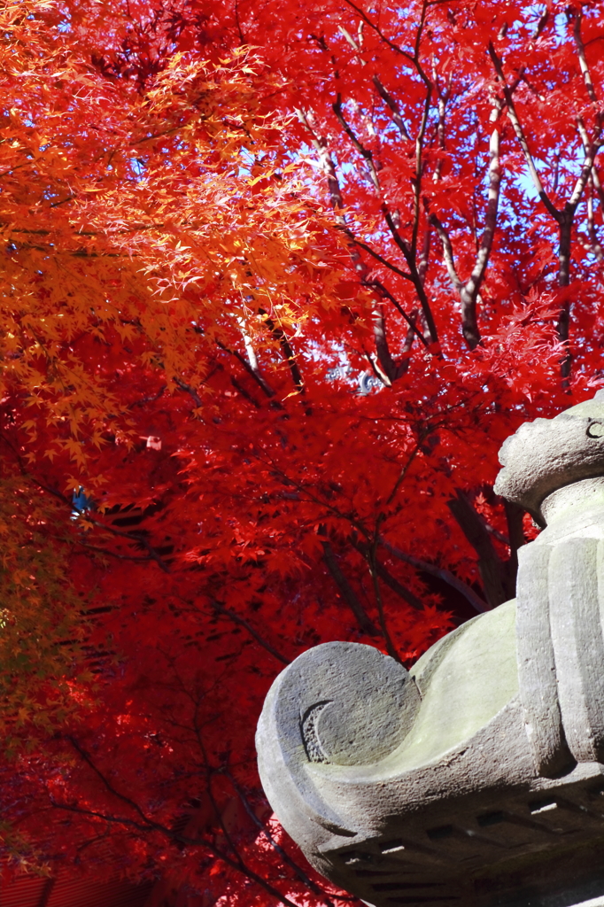 寛永寺清水観音堂の紅葉