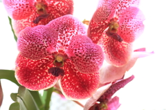 夜越山森林公園洋ランまつり