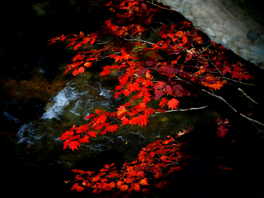 薬研渓流の秋 XXIII